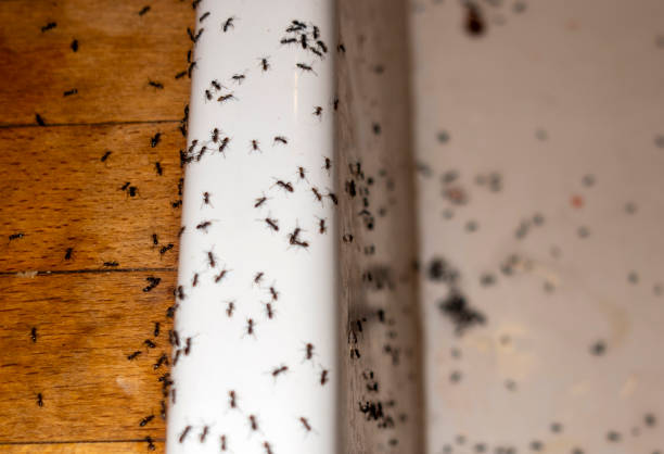 Best Pest Control Near Me  in Norris City, IL